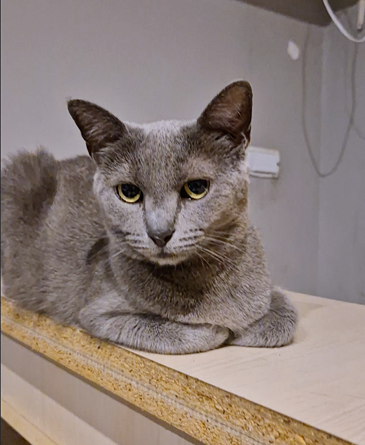 Udruzenje CESLAJA - Udomi ne kupuj - Frida