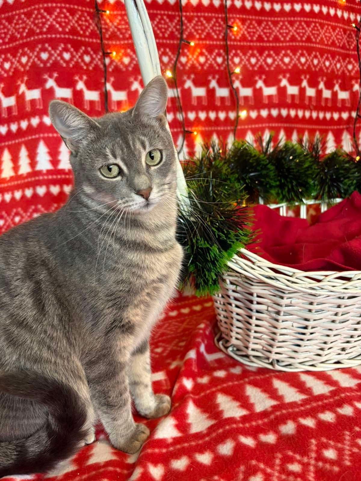 Udruzenje CESLAJA - Udomi ne kupuj - Kjara