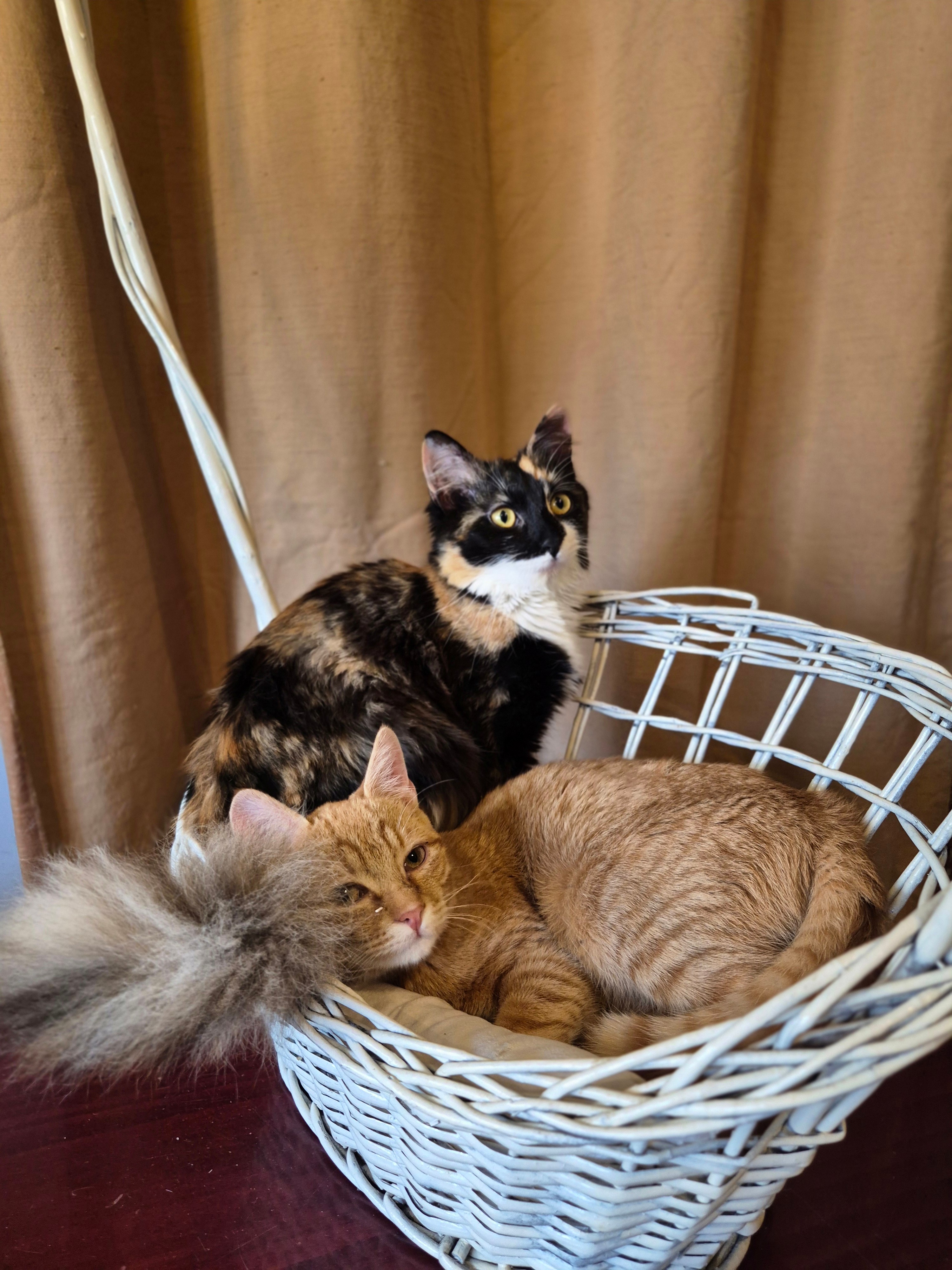 Udruzenje CESLAJA - Udomi ne kupuj - Vini