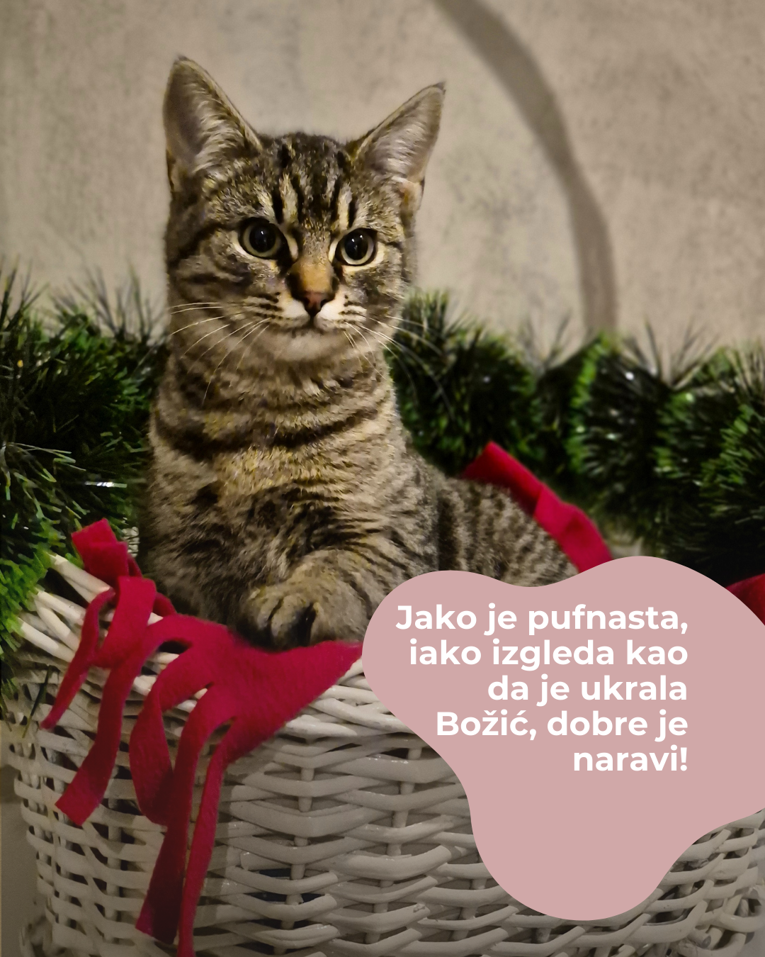 Udruzenje CESLAJA - Udomi ne kupuj - Danica