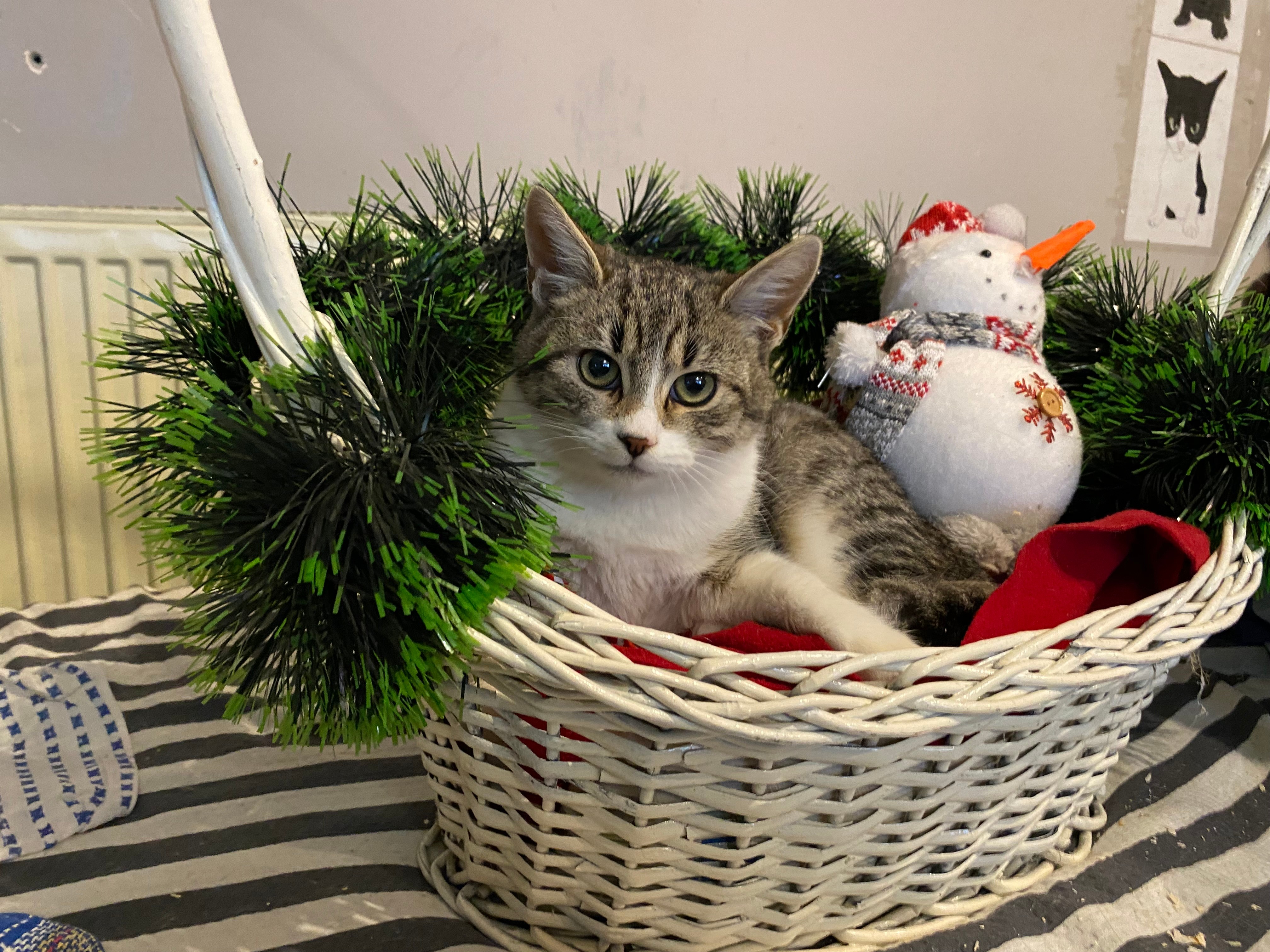 Udruzenje CESLAJA - Udomi ne kupuj - Dorotea