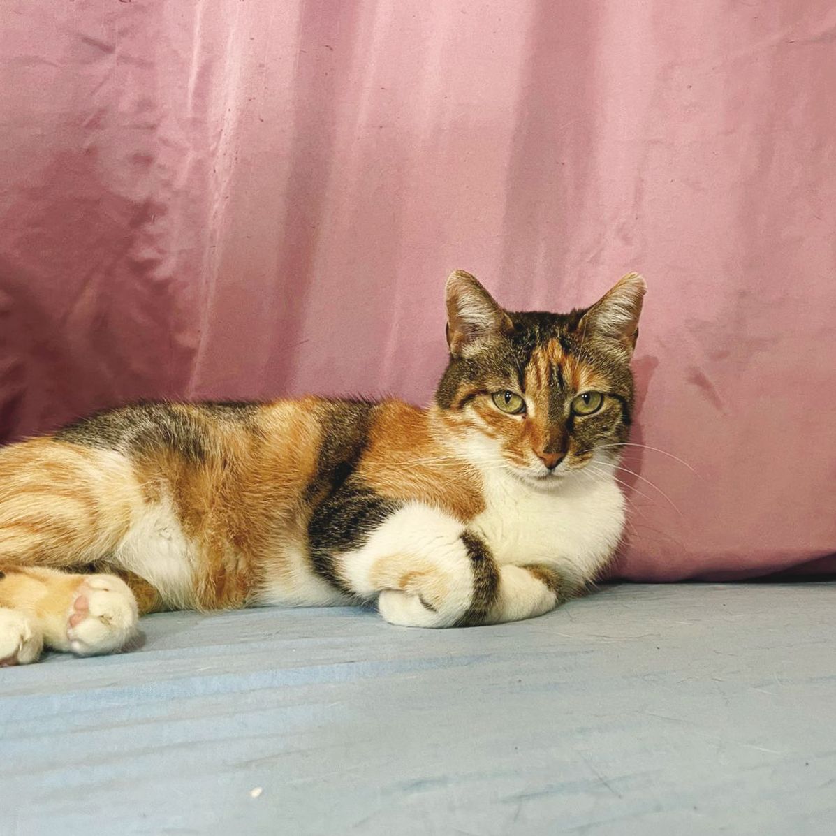 Udruzenje CESLAJA - Udomi ne kupuj - Kristina