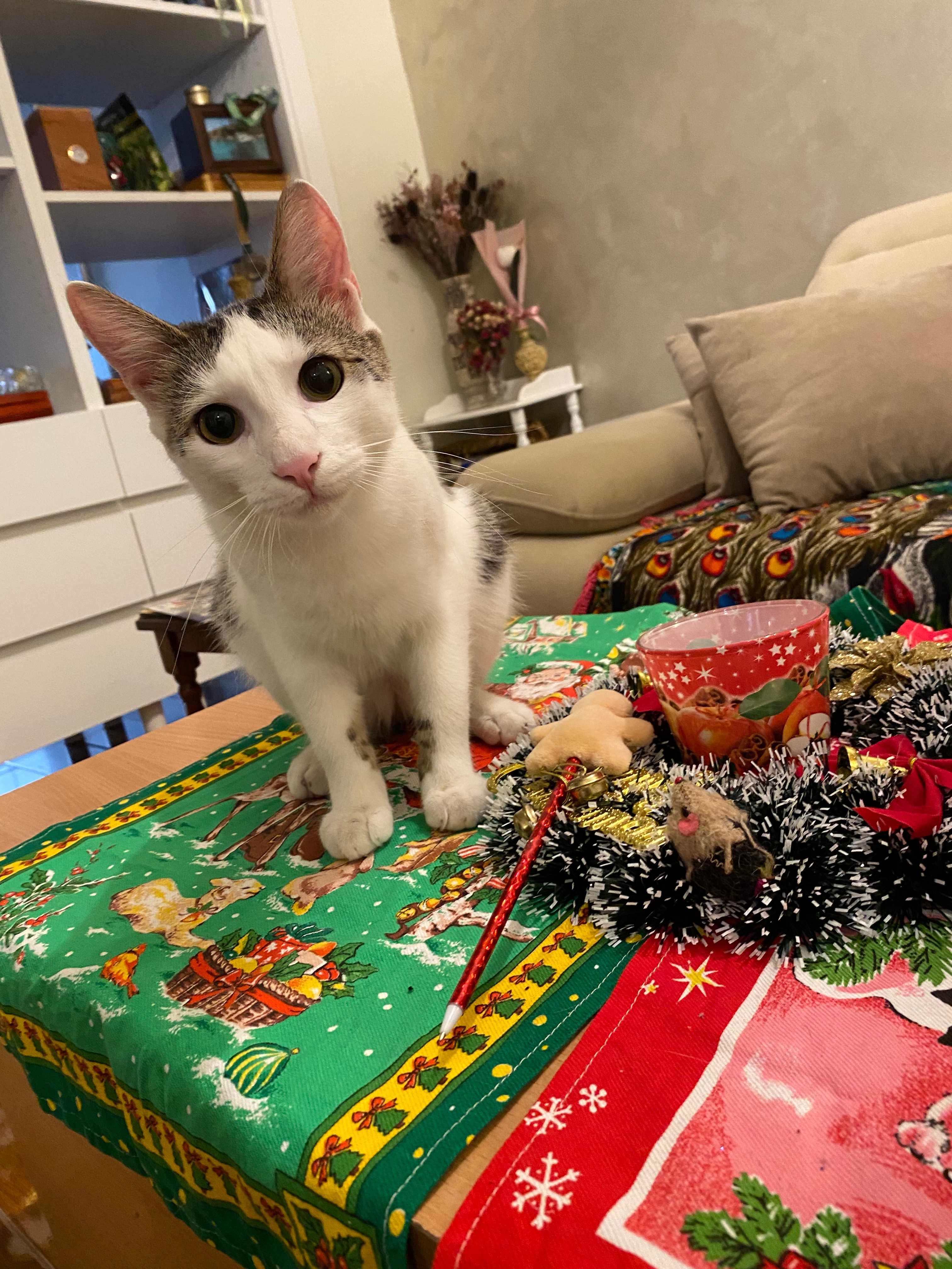 Udruzenje CESLAJA - Udomi ne kupuj - Persival