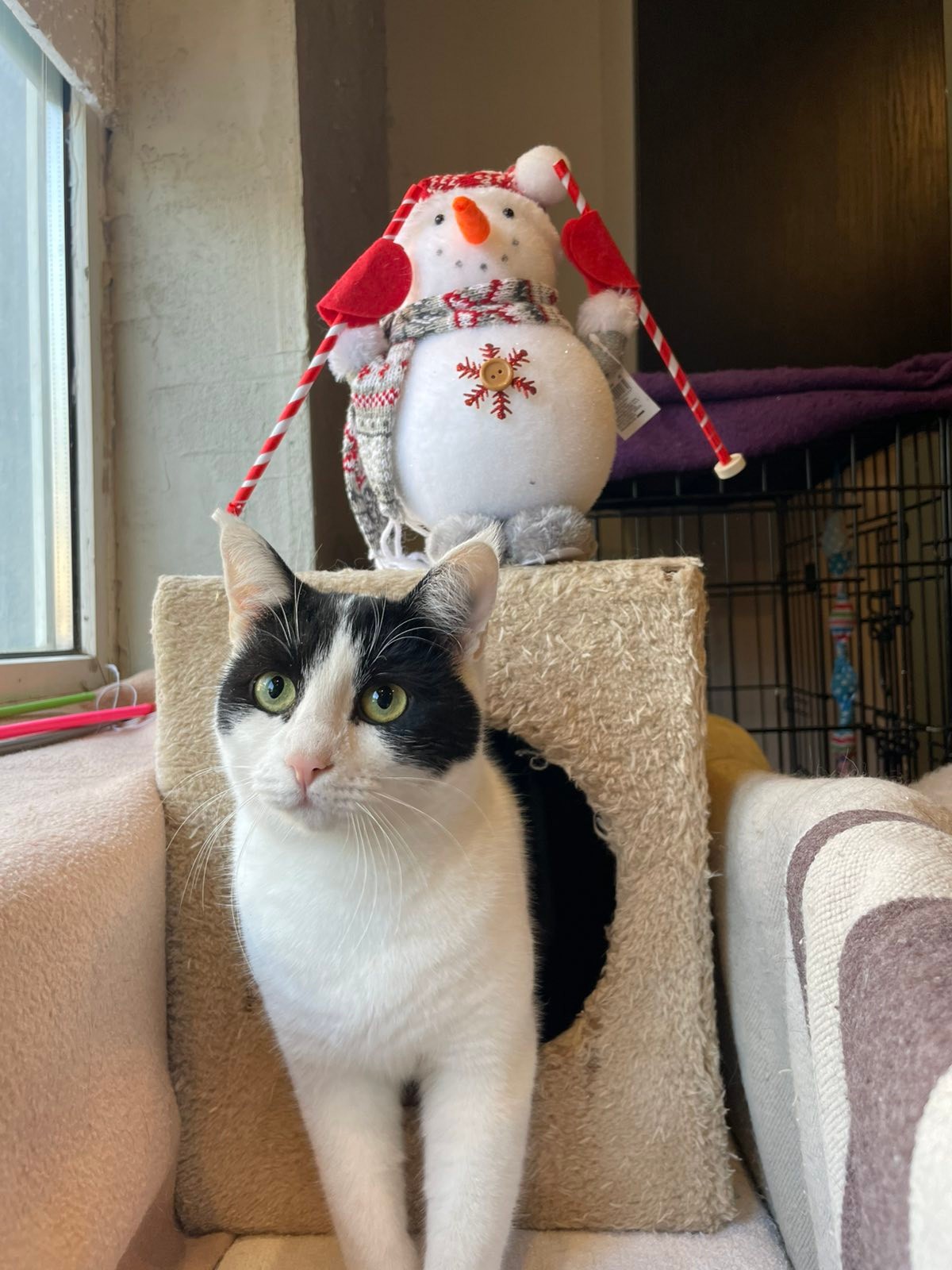 Udruzenje CESLAJA - Udomi ne kupuj - Beka