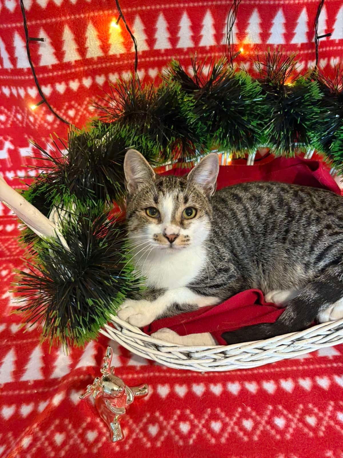 Udruzenje CESLAJA - Udomi ne kupuj - Vini