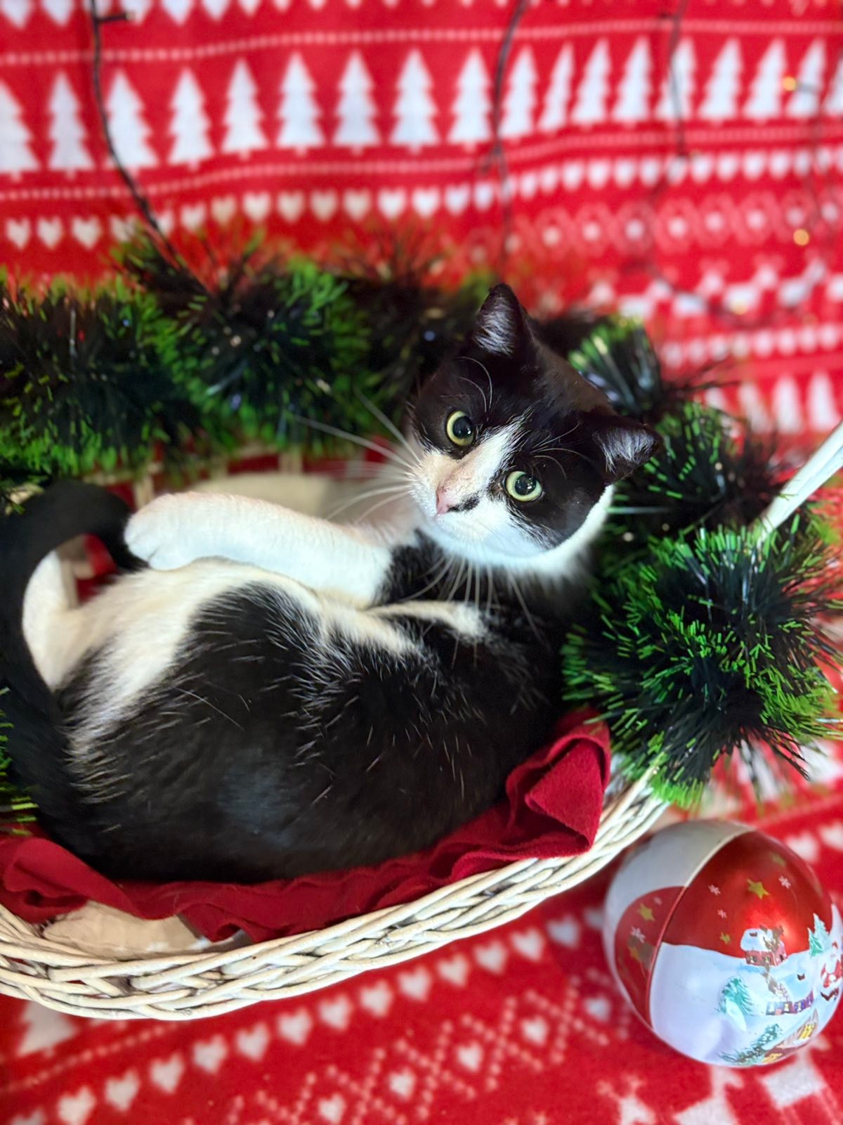 Udruzenje CESLAJA - Udomi ne kupuj - Viktorija