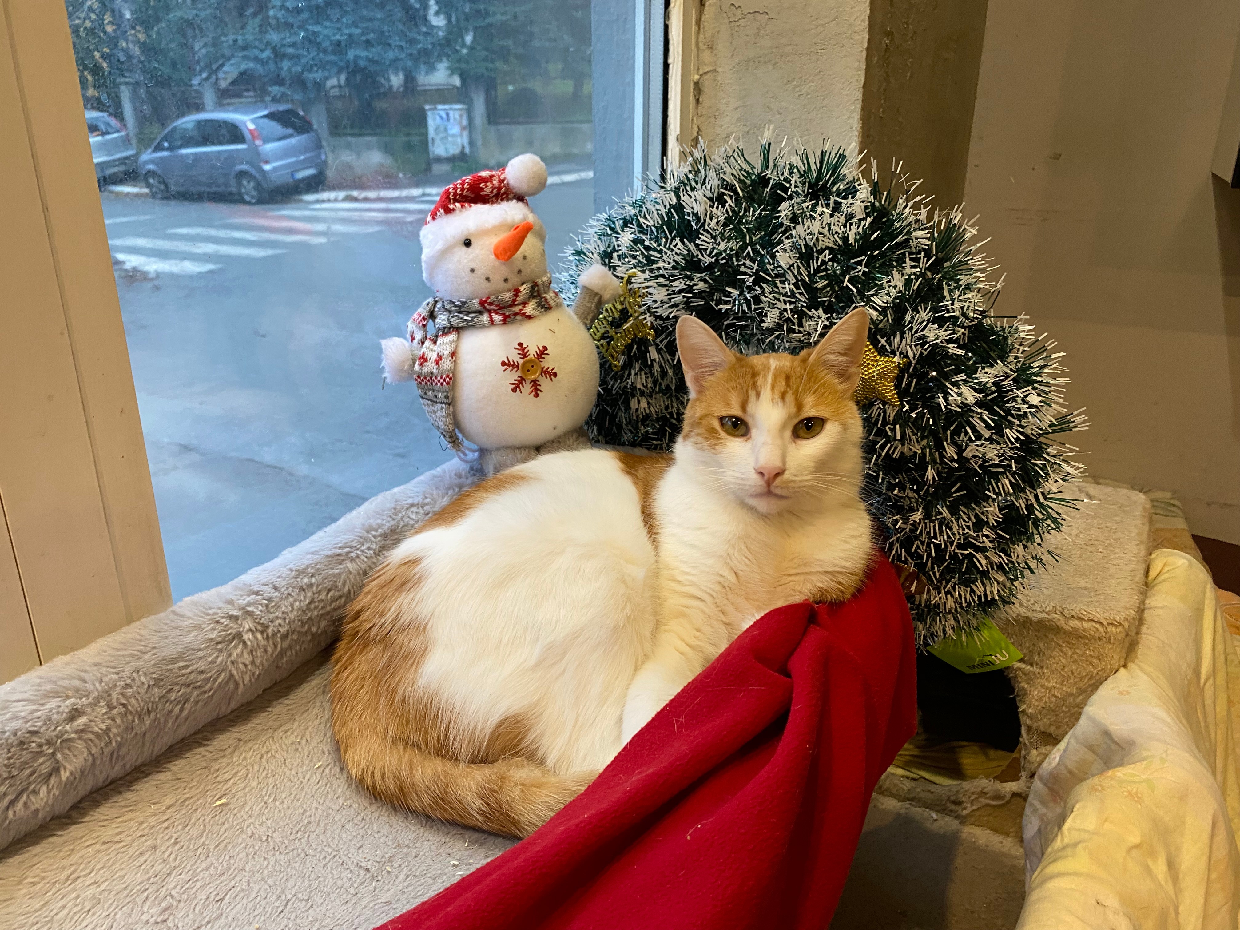 Udruzenje CESLAJA - Udomi ne kupuj - Aurelius