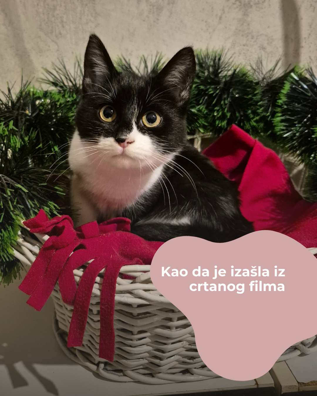 Udruzenje CESLAJA - Udomi ne kupuj - Dominika